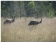 Leyburn QLD 4365
