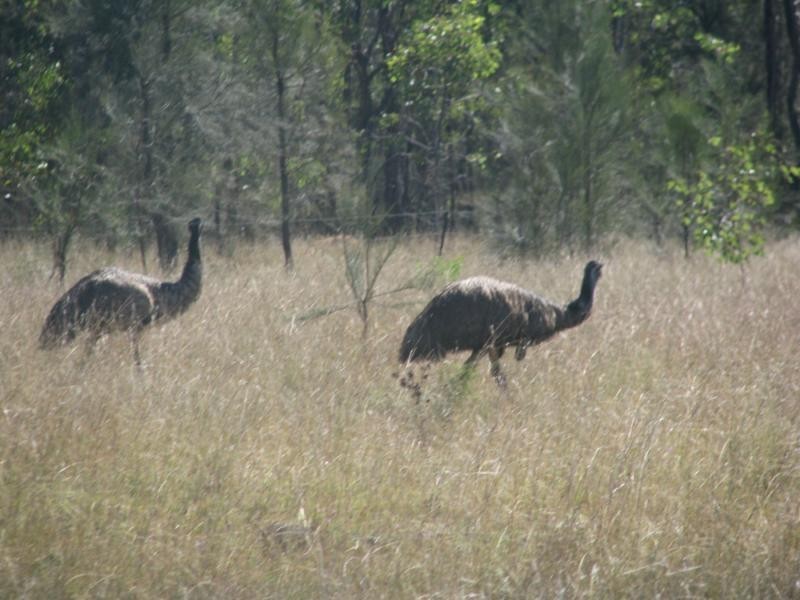 Leyburn QLD 4365