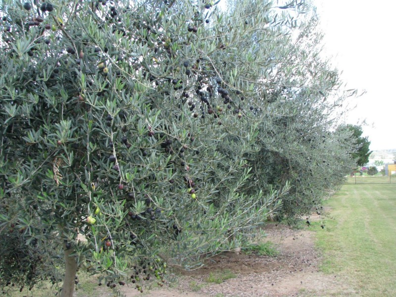 Lot 5 & 6 O’Connell Street, Allora QLD 4362