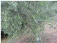 Lot 5 & 6 O’Connell Street, Allora QLD 4362