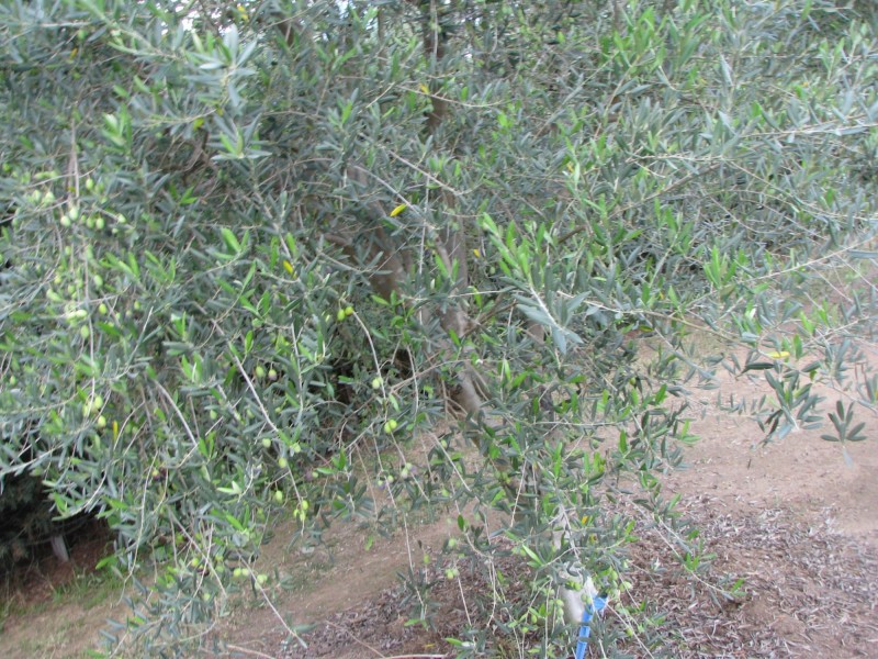 Lot 5 & 6 O’Connell Street, Allora QLD 4362