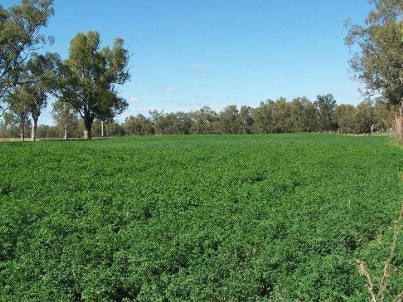 1291 Texas Yelarbon Road, Smithlea Via, Texas QLD 4385
