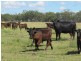 Greymare QLD 4370