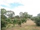 Willowvale QLD 4370