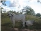 Rosenthal Heights QLD 4370