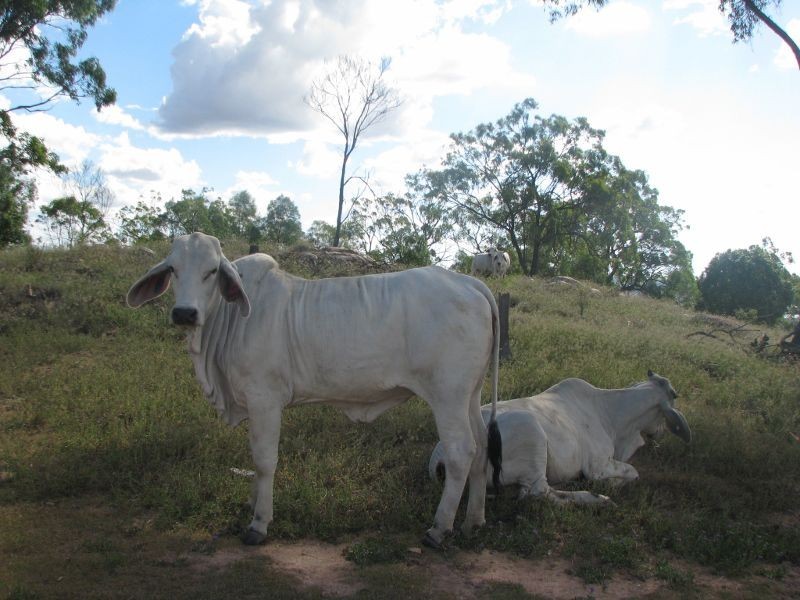 Rosenthal Heights QLD 4370