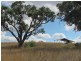Allora QLD 4362