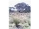 Beebo QLD 4385