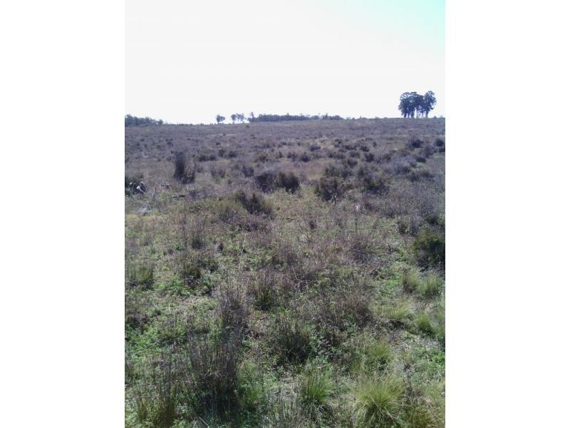Beebo QLD 4385