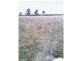 Beebo QLD 4385
