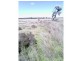 Beebo QLD 4385