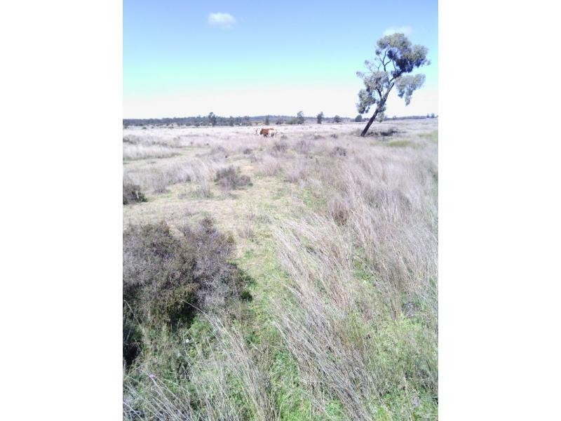 Beebo QLD 4385