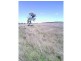 Beebo QLD 4385