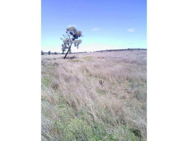 Beebo QLD 4385