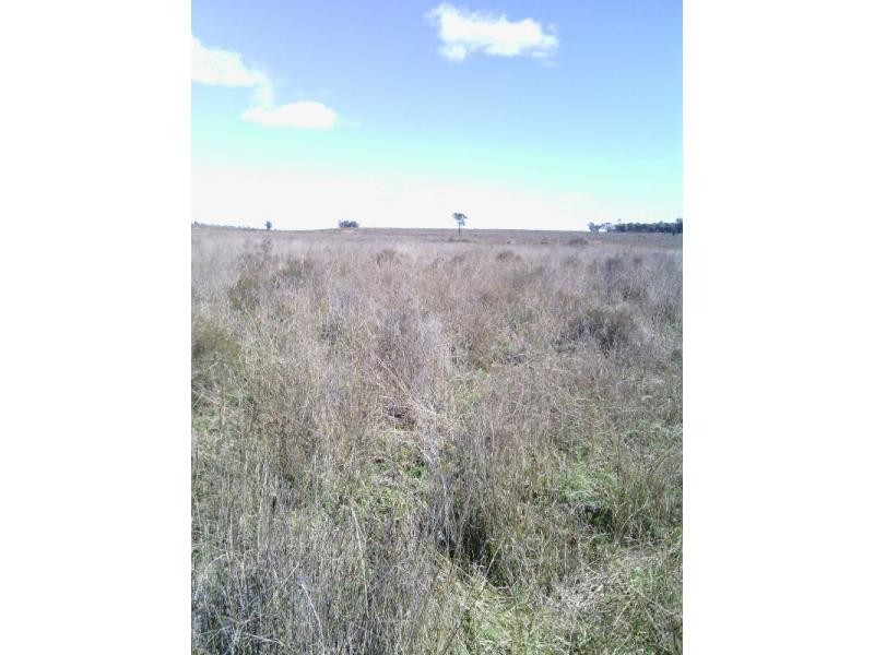 Beebo QLD 4385