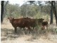 Wheatvale QLD 4370