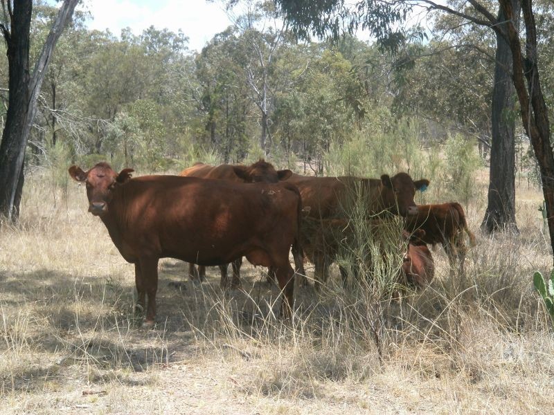 Wheatvale QLD 4370
