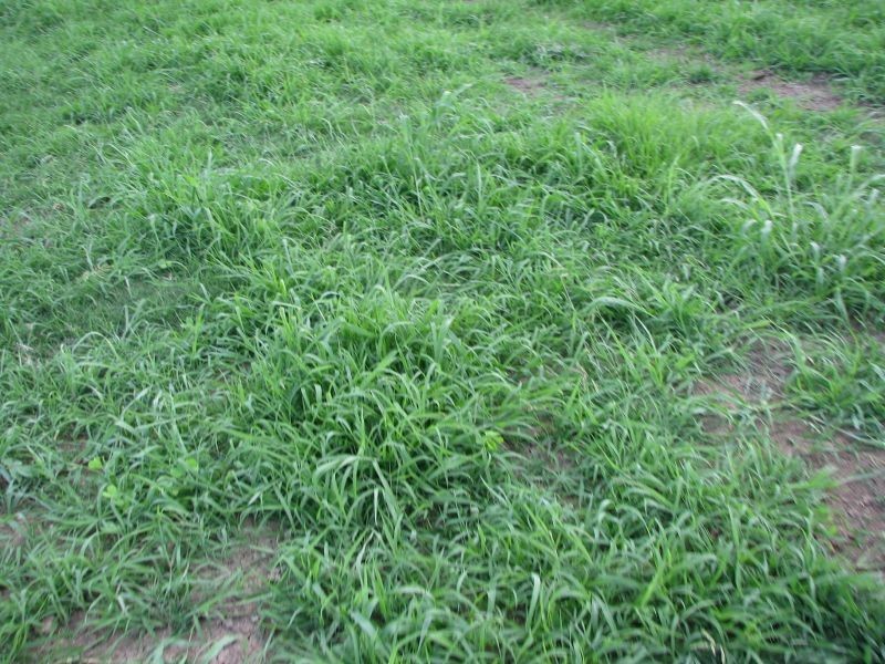 Koreelah NSW 2476
