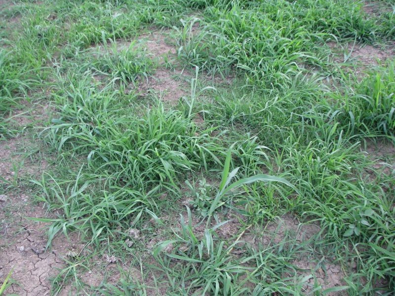 Koreelah NSW 2476