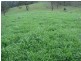 Koreelah NSW 2476