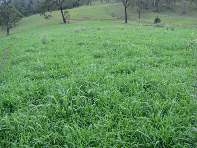 Koreelah NSW 2476
