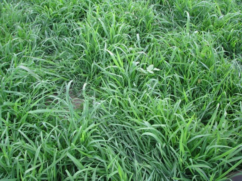 Koreelah NSW 2476