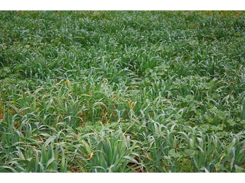 195 Cranitch Road, Elphinstone, Clifton QLD 4361