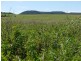 Lot 29 Paynes Road, Freestone QLD 4370