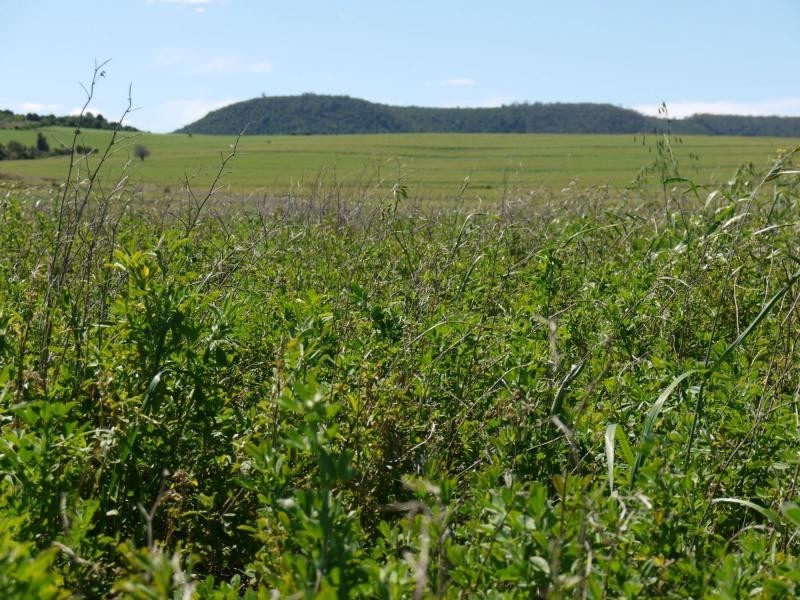 Lot 29 Paynes Road, Freestone QLD 4370