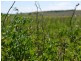Lot 29 Paynes Road, Freestone QLD 4370