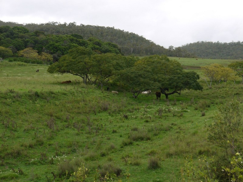 Lot 484 Briggs Road, Upper Freestone QLD 4370