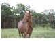 Rosenthal Heights QLD 4370