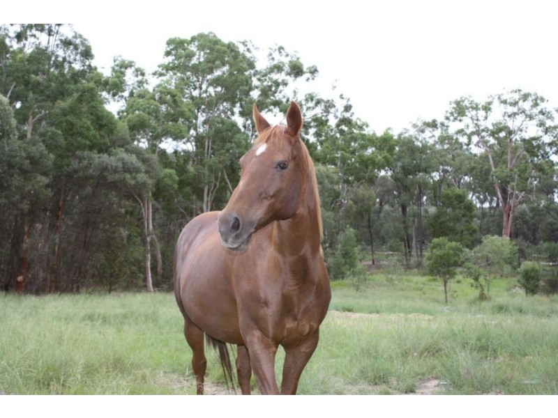 Rosenthal Heights QLD 4370