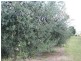 Allora QLD 4362