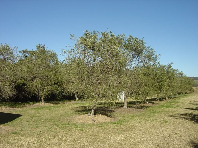 Allora QLD 4362