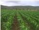 Allora QLD 4362