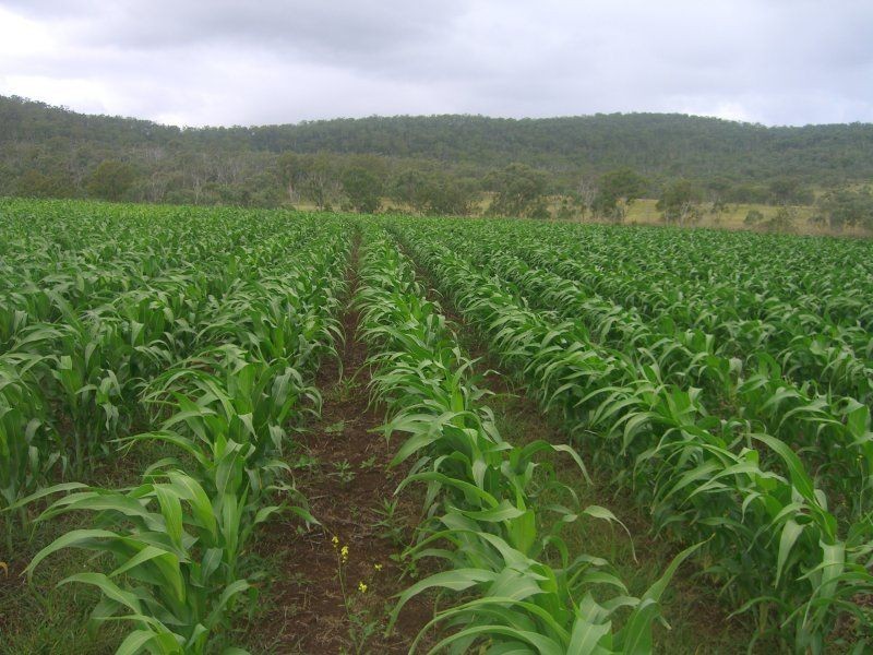 Allora QLD 4362