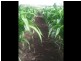 Allora QLD 4362