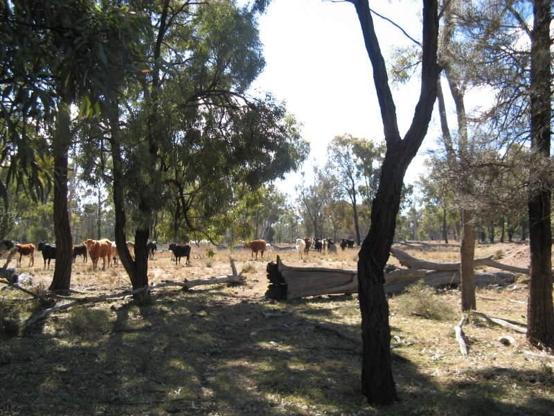 Clifton QLD 4361