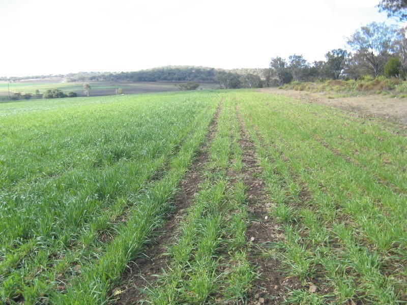 Clifton QLD 4361
