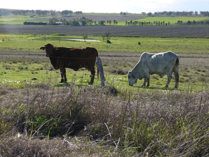 Lot 77 Freestone Road, Freestone QLD 4370