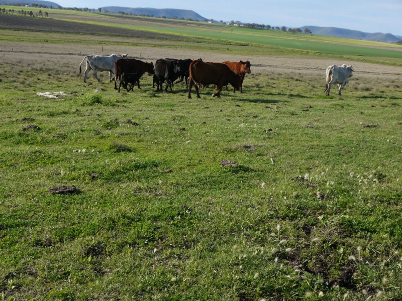 Lot 77 Freestone Road, Freestone QLD 4370