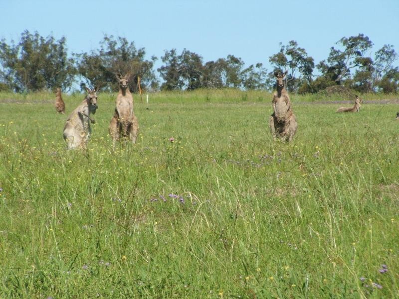 Warwick QLD 4370