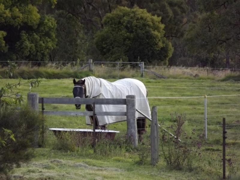 Tenterfield NSW 2372