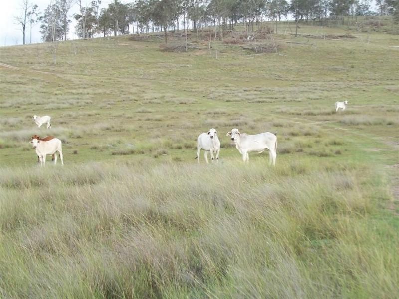 Warwick QLD 4370
