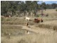 Warwick QLD 4370