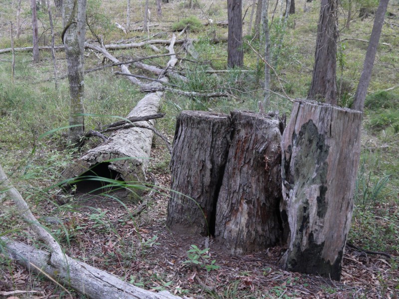 1/177 Lawlers Rd, Massie QLD 4370