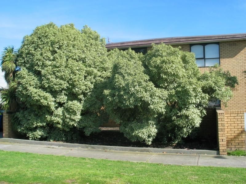 8/20 Bayview Road, Seddon VIC 3011