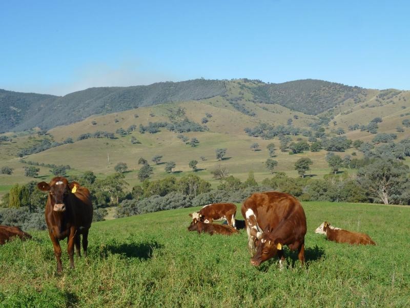 7485 Great Alpine Road, Swifts Creek VIC 3896