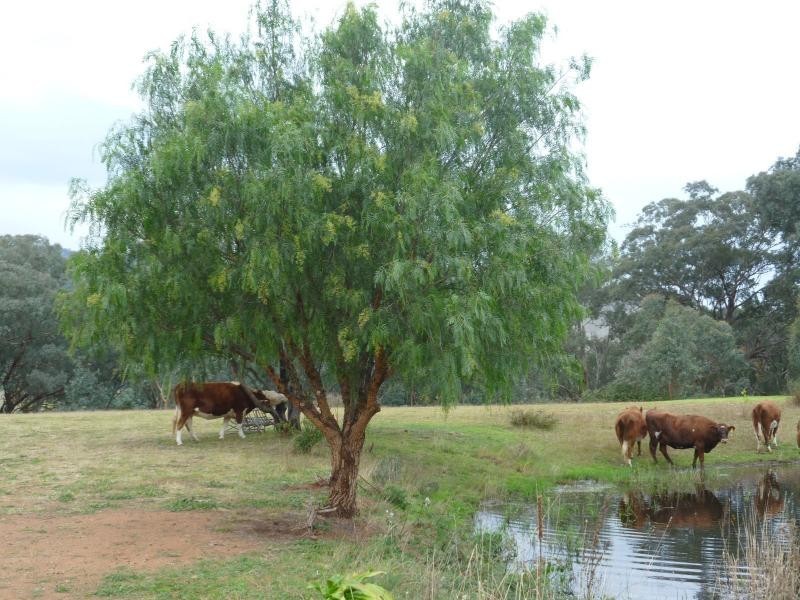 7485 Great Alpine Road, Swifts Creek VIC 3896